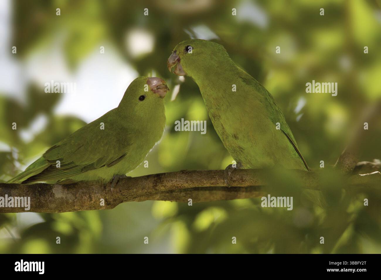 Blue winged Parrotlet Forpus Xanthopterygius Displaying Pair blue-winged-parrotlet-forpus-xanthopterygius-displaying-pair