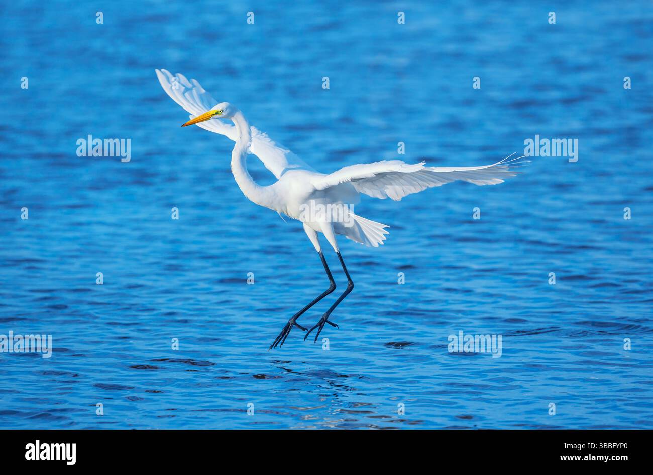 Great white egret (Ardea alba) in flight, Sanibel Island, J.N. Ding Darling National Wildlife Refuge, Florida, USA Stock Photo