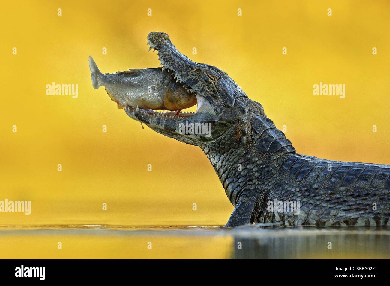 Yacare Caiman, crocodile with fish in with open muzzle with big teeth ...