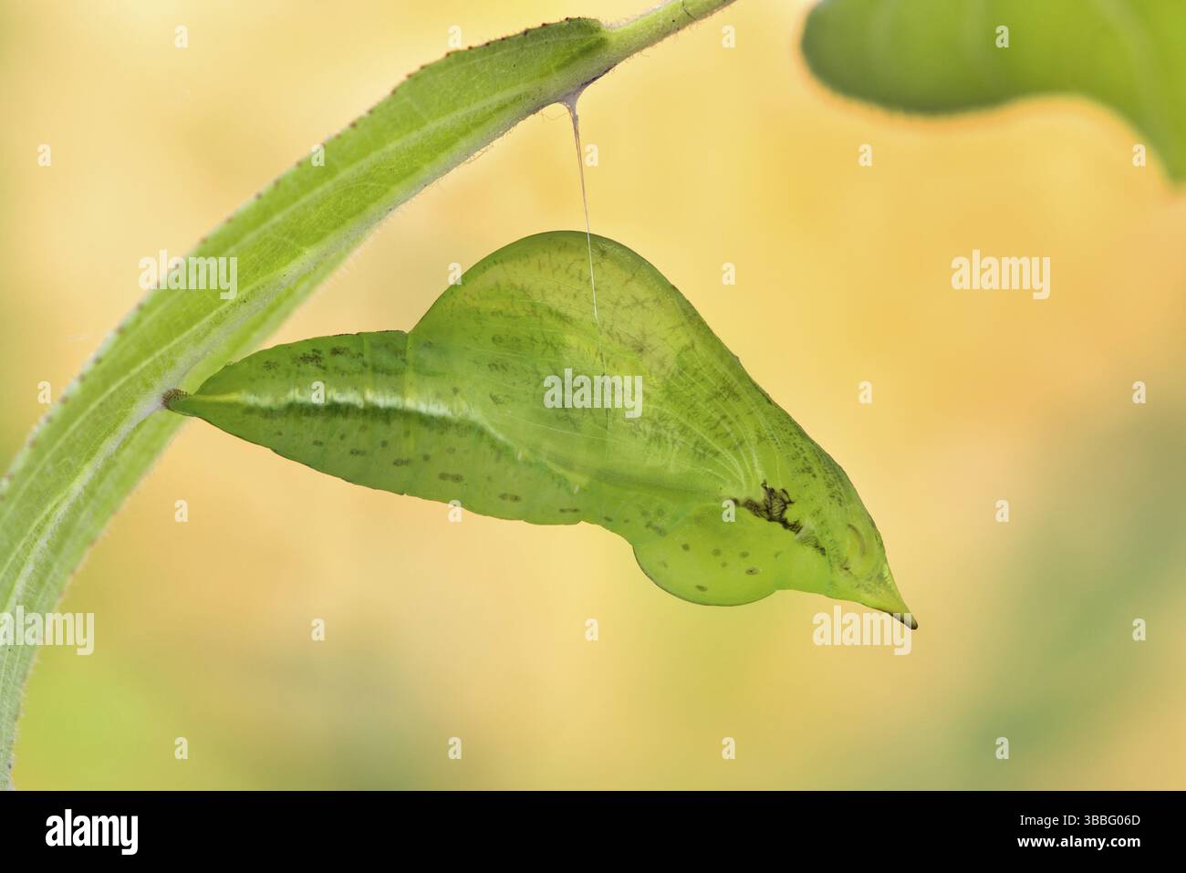 Common Brimstone (Gonepteryx rhamni) butterfly pupa on branch, Hesse, Germany, Europe Stock Photo