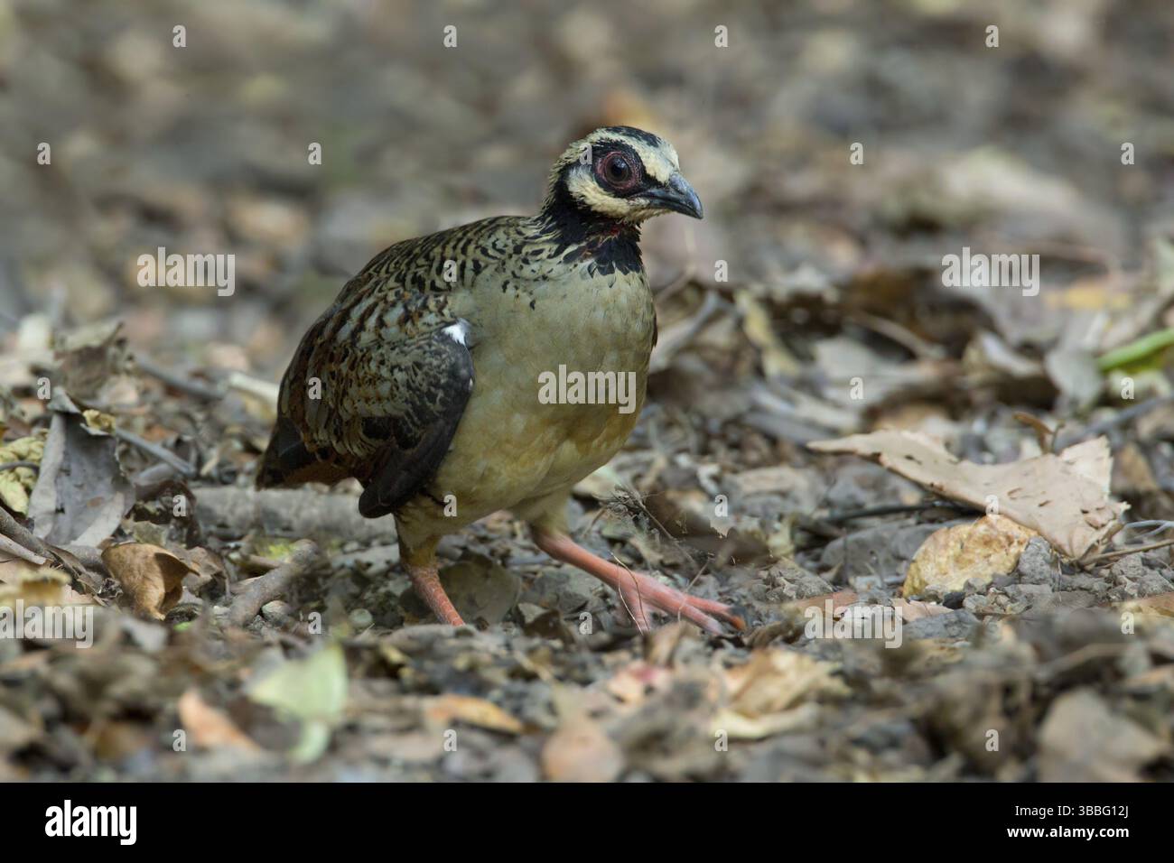 Bar-backed Partridge (Arborophila brunneopectus), Kaeng Krachan ...