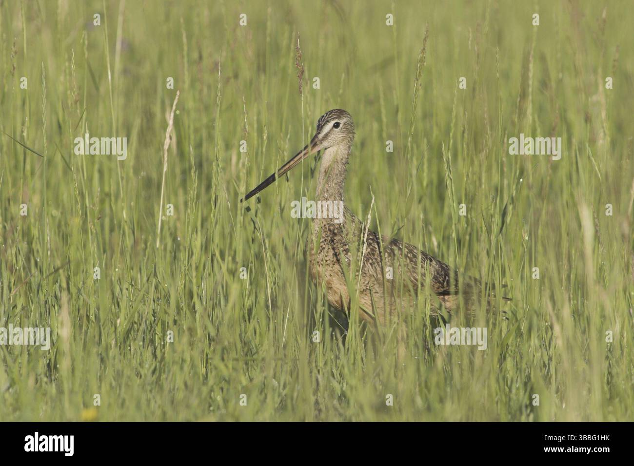 Limosa fedoa hi-res stock photography and images - Alamy