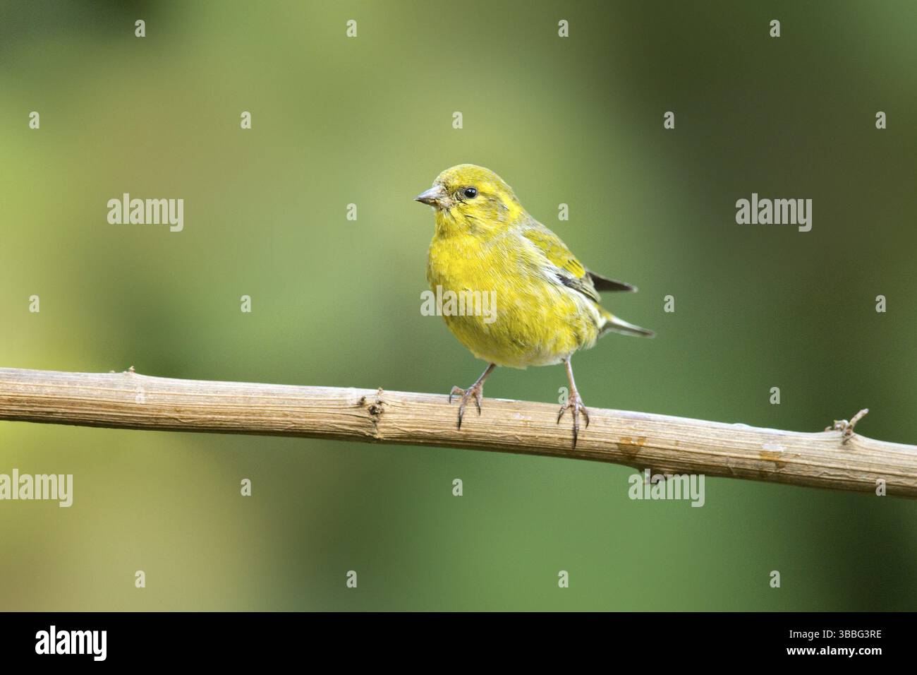 Tibetan siskin hi-res stock photography and images - Alamy