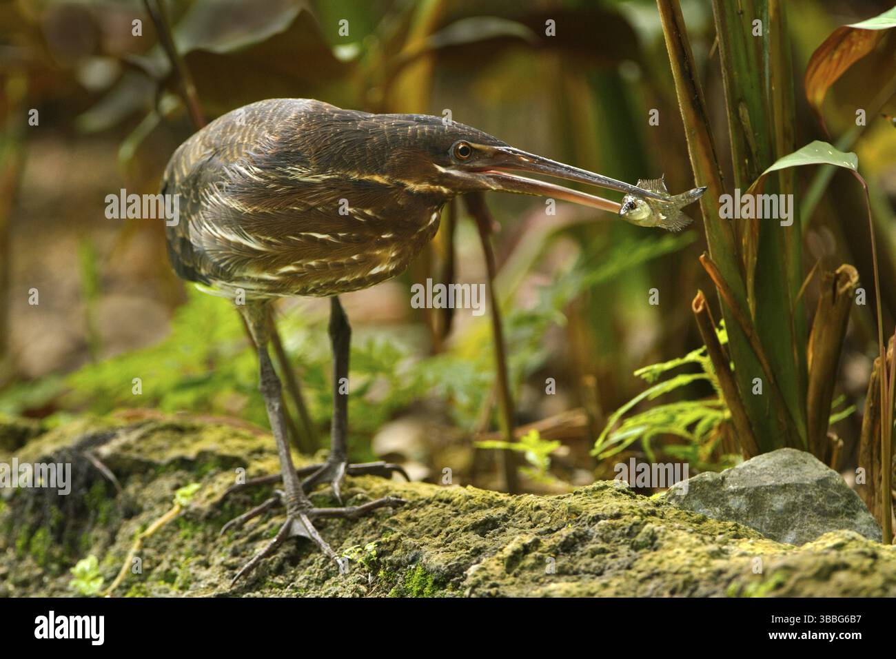 Black Bittern (Dupetor flavicollis), Singapore, Asia Stock Photo - Alamy