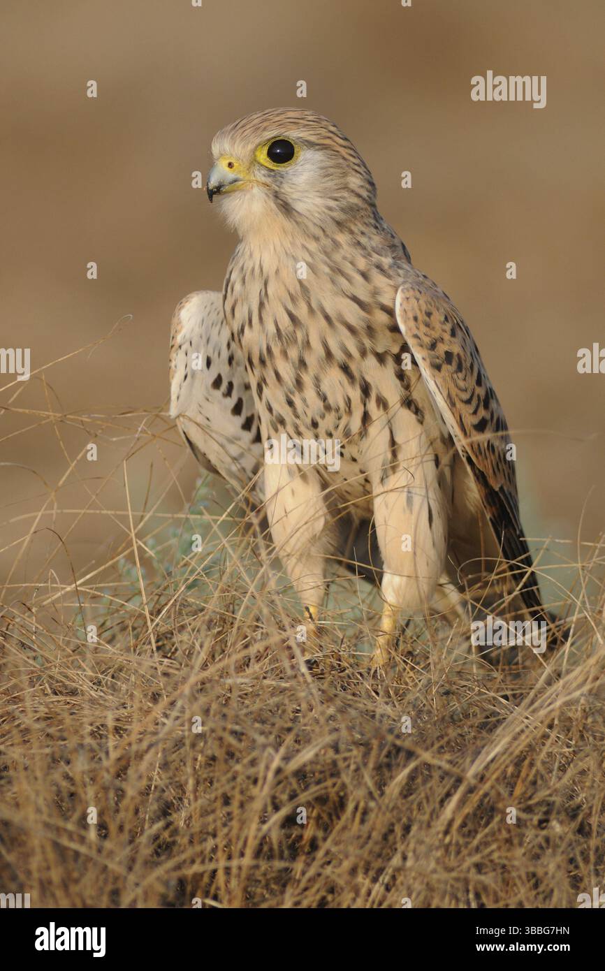 Common Kestrel (Falco tinnunculus), India, Asia Stock Photo - Alamy