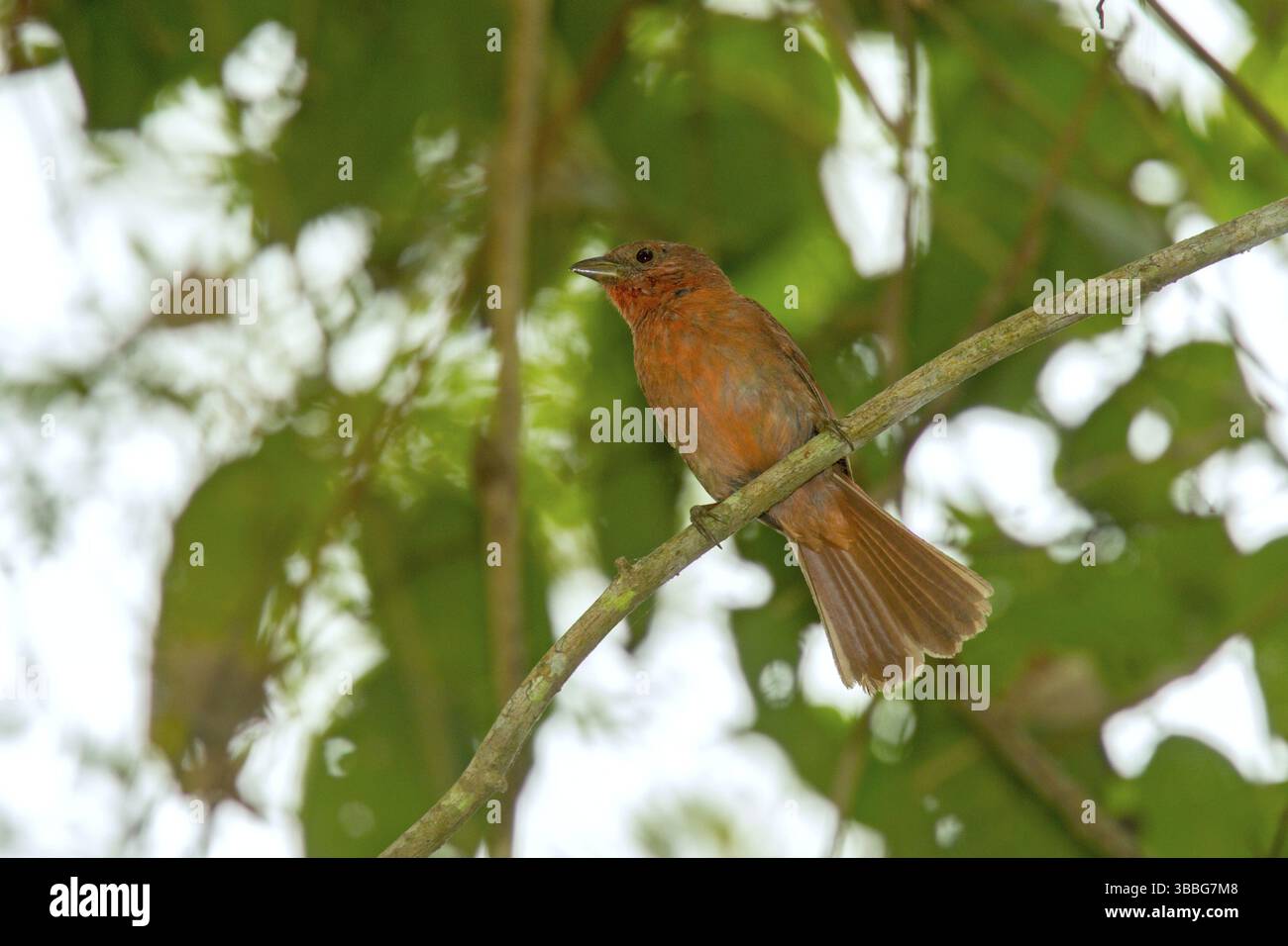 Red-crowned Ant-Tanager Habia rubica roaea El Tuito, Jalisco, Mexico 11 June Adult Male Cardinalidae Stock Photo