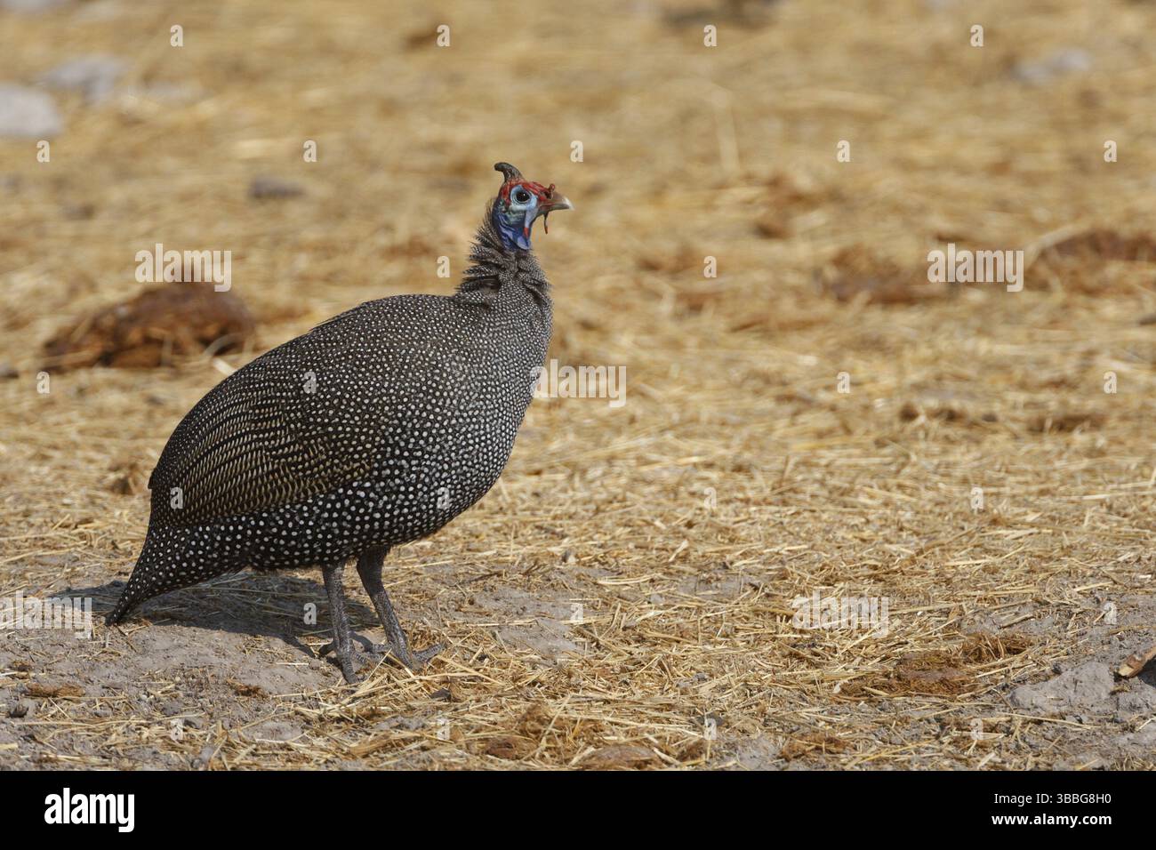 Turkey turkeys fowl hi-res stock photography and images - Alamy