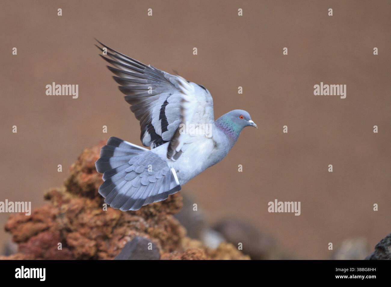 Rock Dove (Columba livia) flying, Lanzarote, Spain, Europe Stock Photo ...