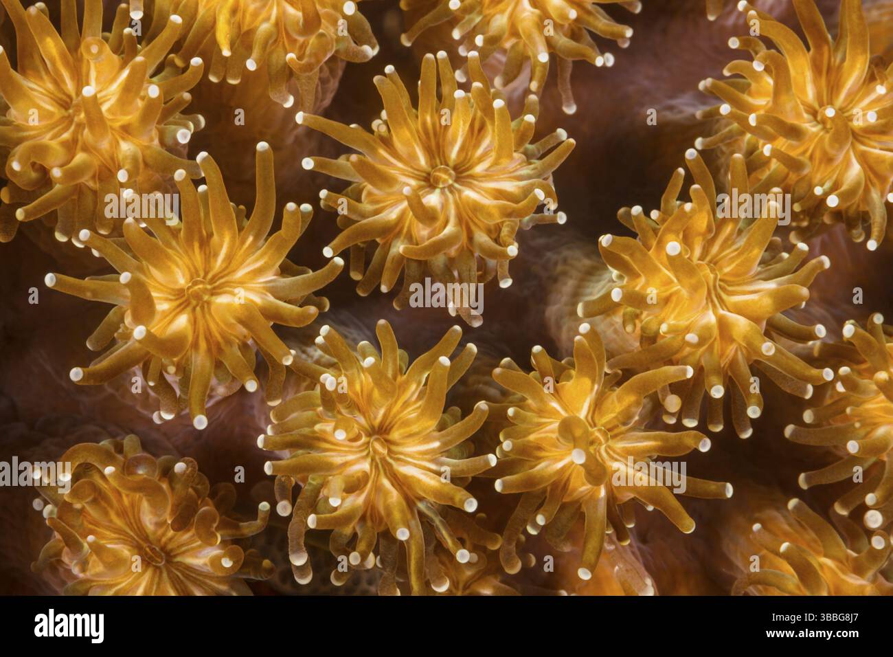 Heterocyathus hi-res stock photography and images - Alamy