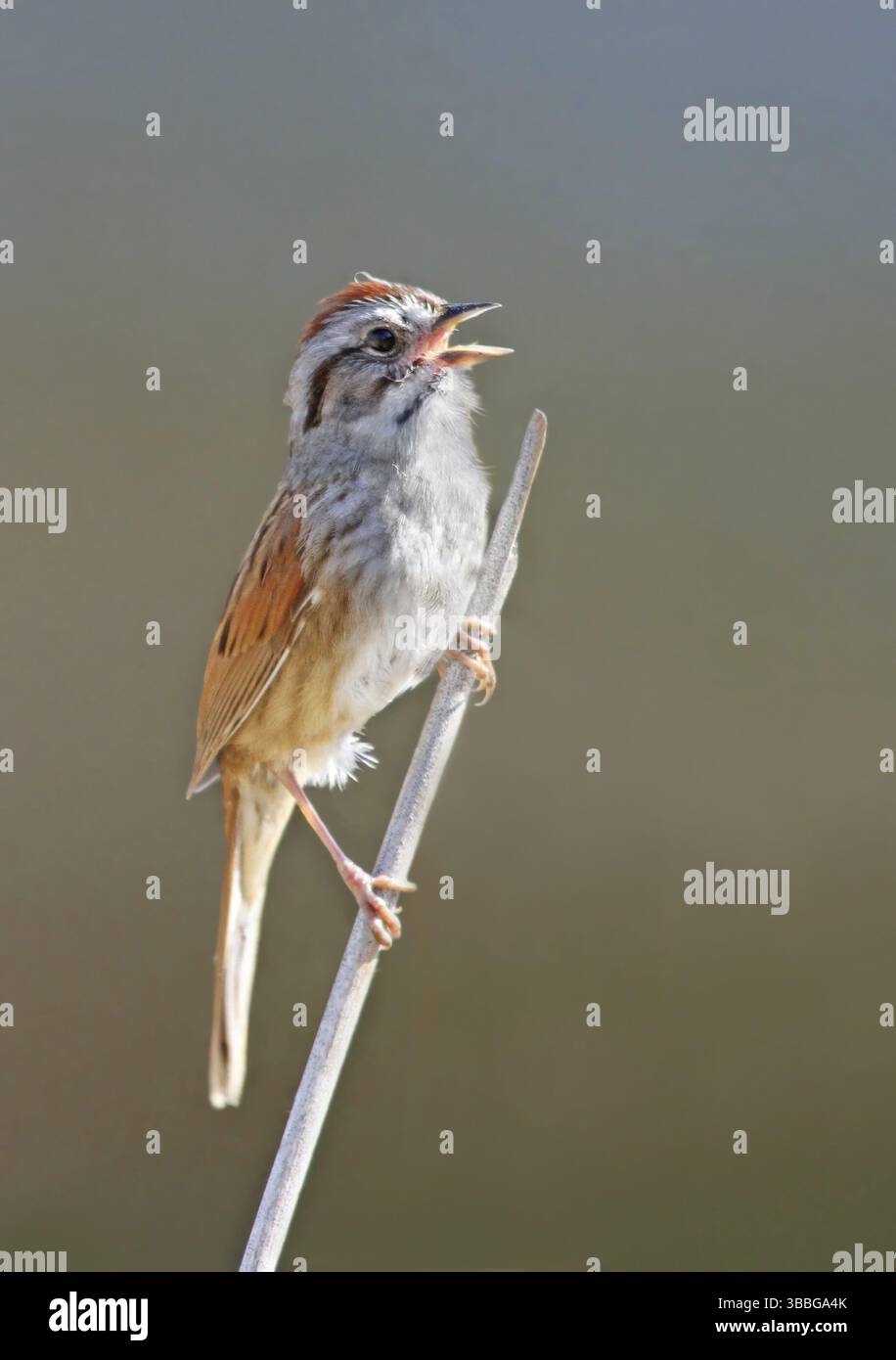 área georgiana hi-res stock photography and images - Alamy