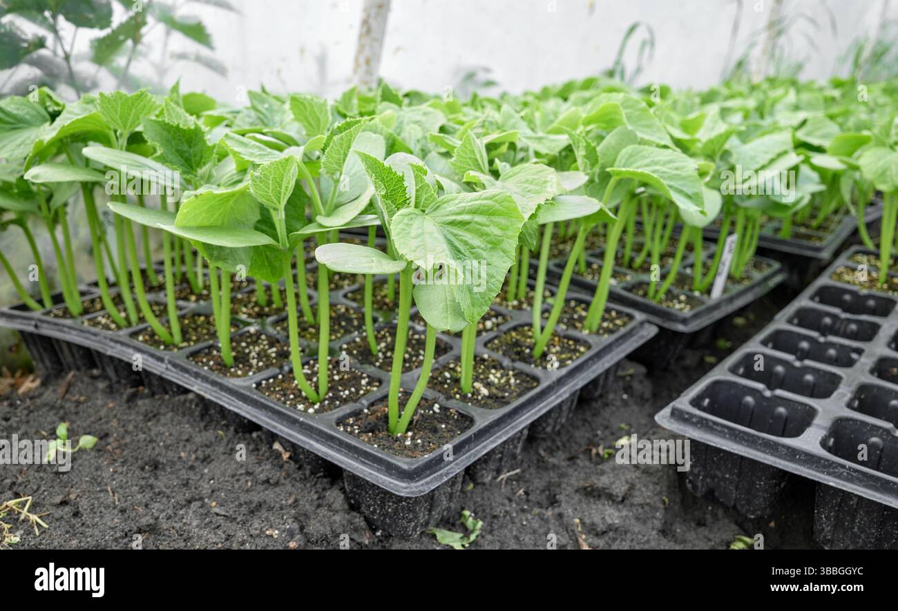 Organic seedlings grown in tray, selective focus. Stock Photo