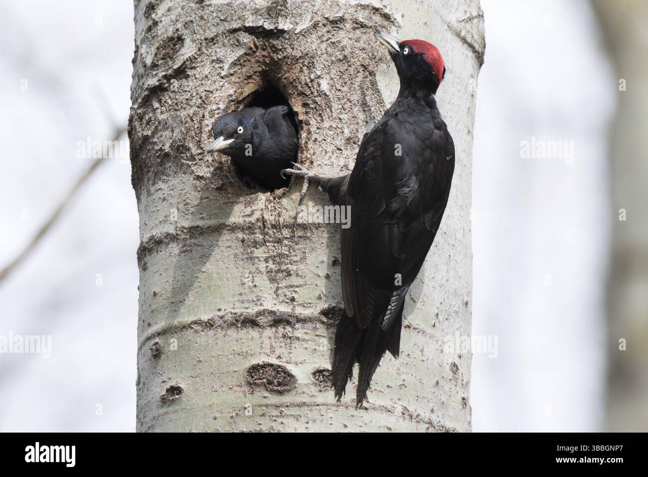 black-woodpecker-dryocopus-martius-male-at-nesting-hole-with-chick