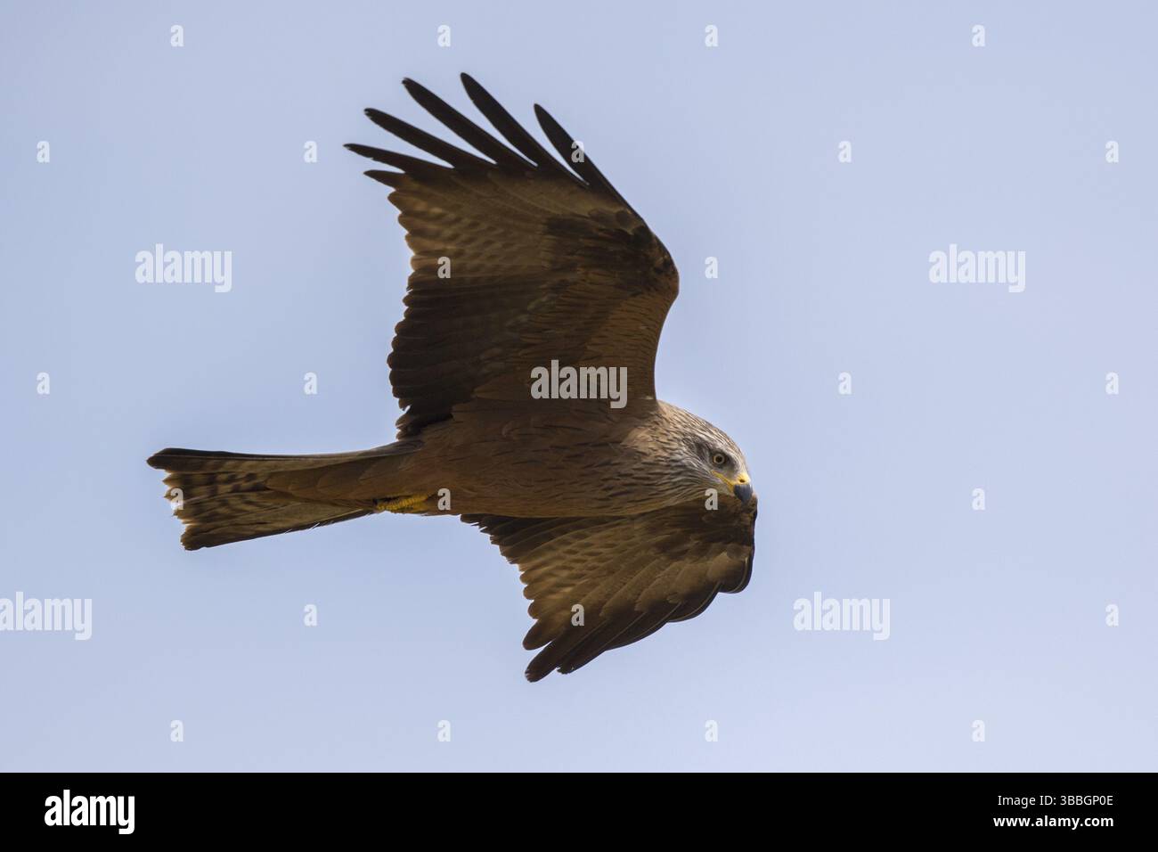 Black Kite (Milvus migrans) flying, Spain, Europe Stock Photo