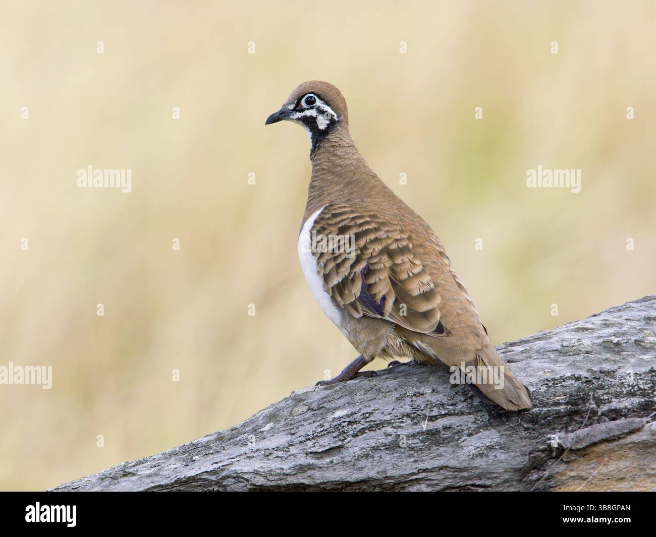 Australian squatter hi-res stock photography and images - Alamy
