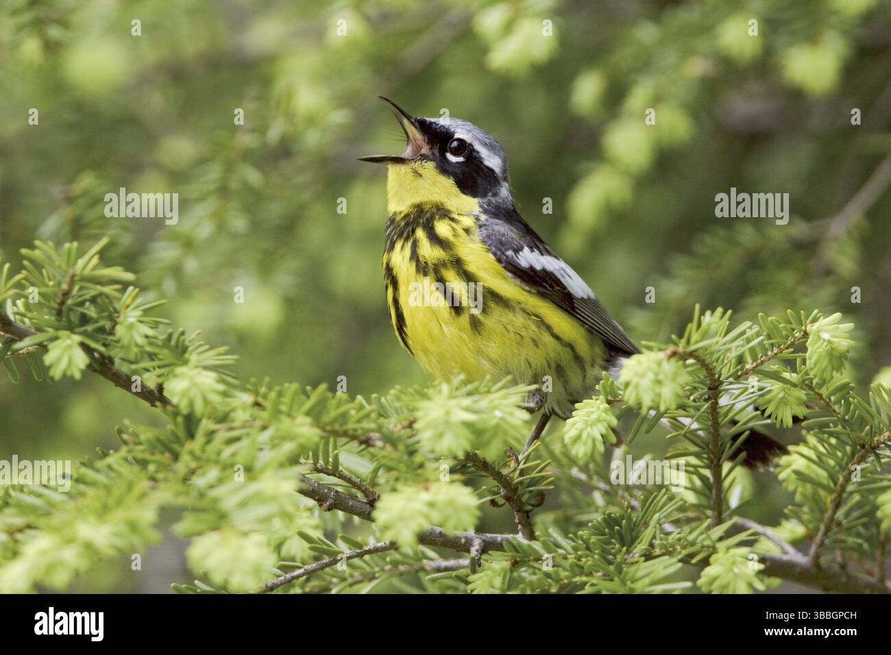 Magnolia Warbler (Setophaga magnolia) singing, Ontario, Canada, North ...