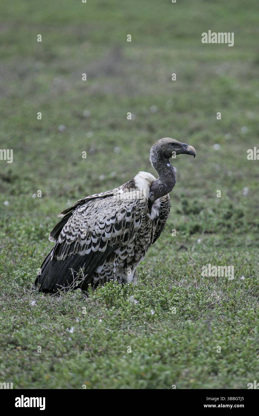 Rueppells griffin hi-res stock photography and images - Alamy