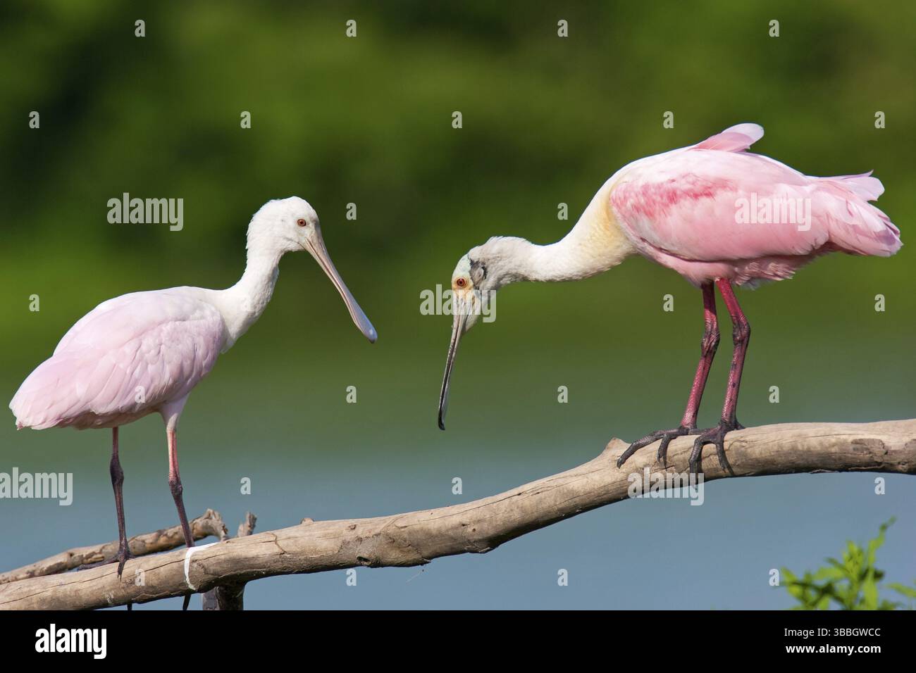 Roseate spoonbill platalea ajaja female hi-res stock photography and ...