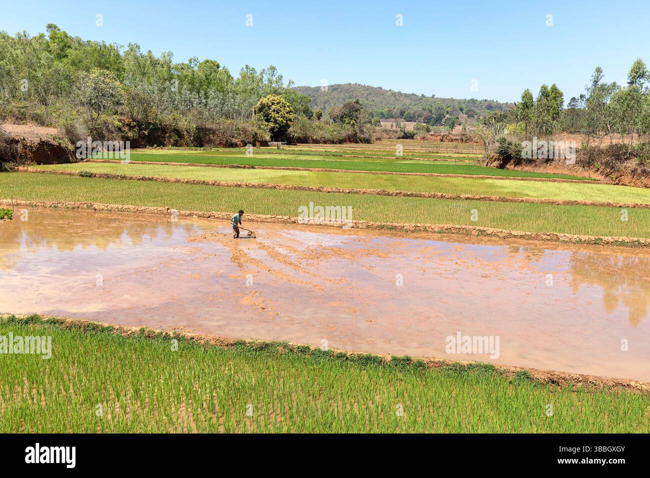 Man working on rice fields, planting rice on a rice field in remote ...