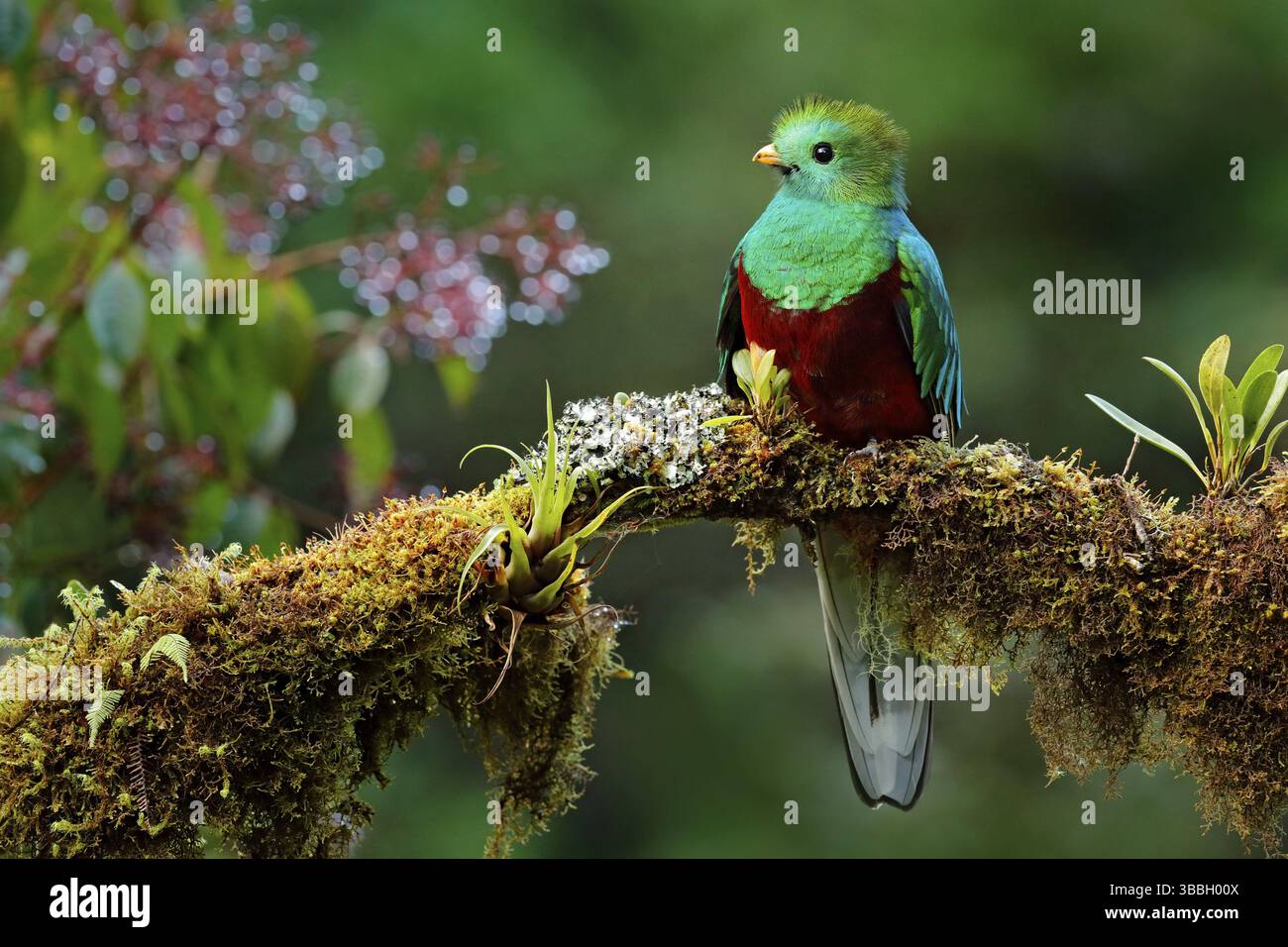 beautiful-bird-in-nature-tropic-habitat-resplendent-quetzal