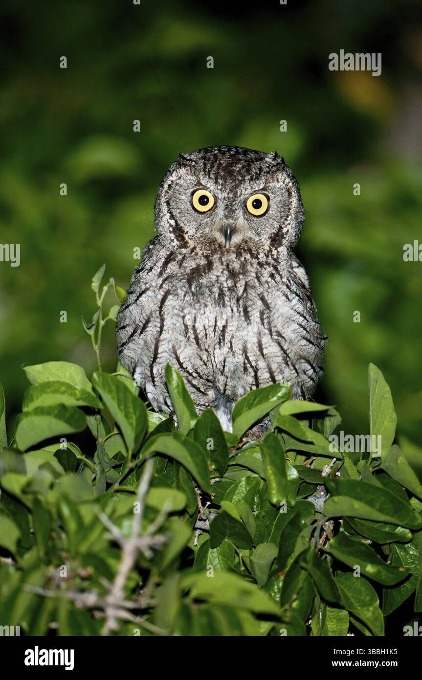Western Screech Owl (Megascops kennicottii), Arizona, USA, North ...