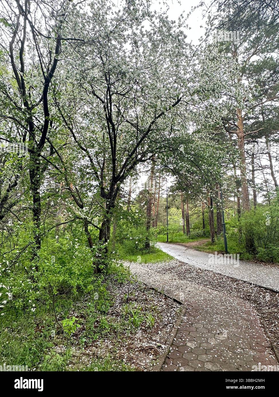 Apple tree in the forest - Smartphone Captured Stock Image