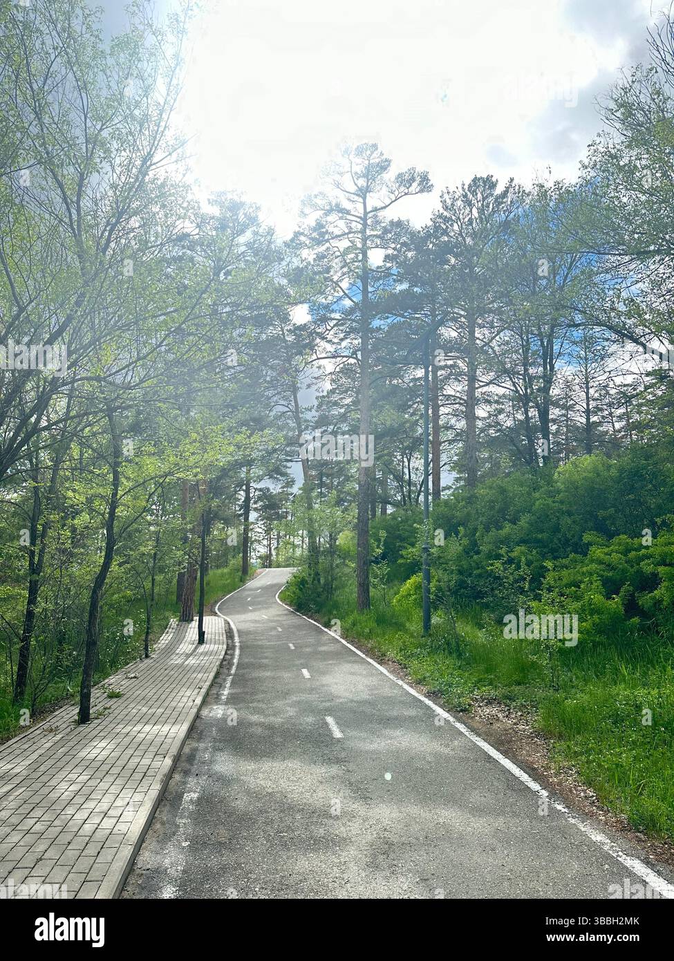 Sunny morning walking in the forest - Smartphone Captured Stock Image
