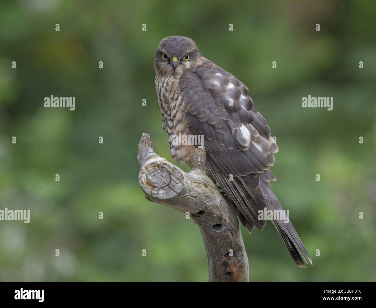 Welsh Hawk Eurasian Sparrowhawk (Accipiter nisus) female, Wales, United Kingdom ...