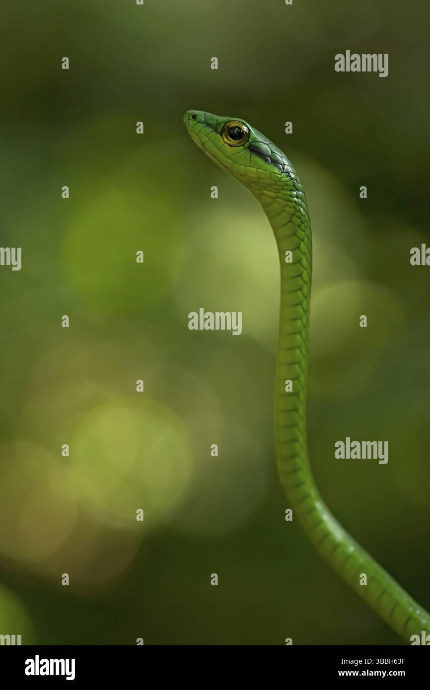 Parrot snake leptophis ahaetulla hi-res stock photography and images ...