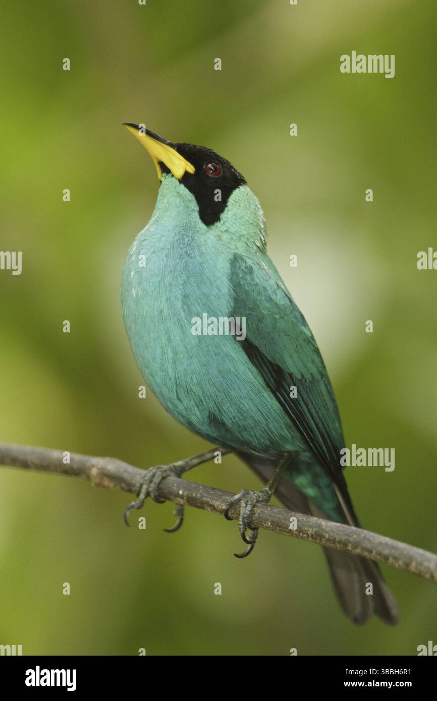 Green Honeycreeper (Chlorophanes spiza) male, Trinidad and Tobago ...