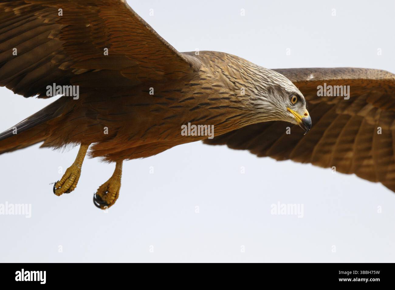 Black Kite (Milvus migrans) flying, Spain, Europe Stock Photo