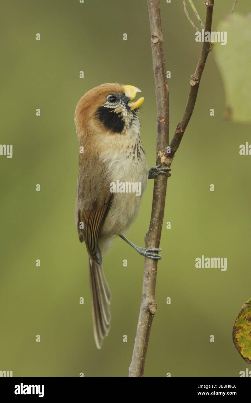 Spot-breasted Parrotbill (Paradoxornis guttaticollis) male, Doi Lang ...