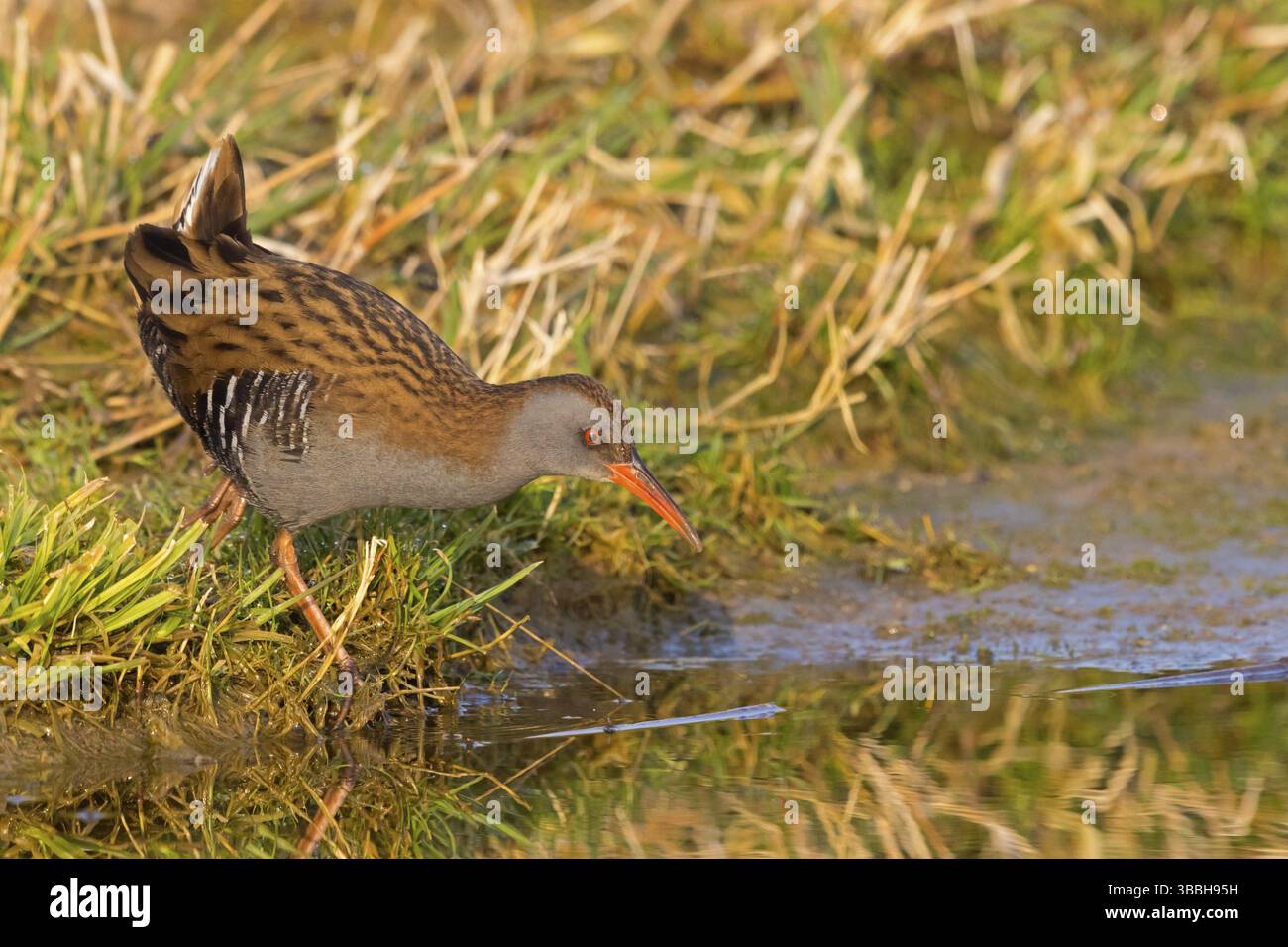 Wasserralle, Water Rail, Rallus aquaticus, Rale d'eau, Rascon Europeo ...