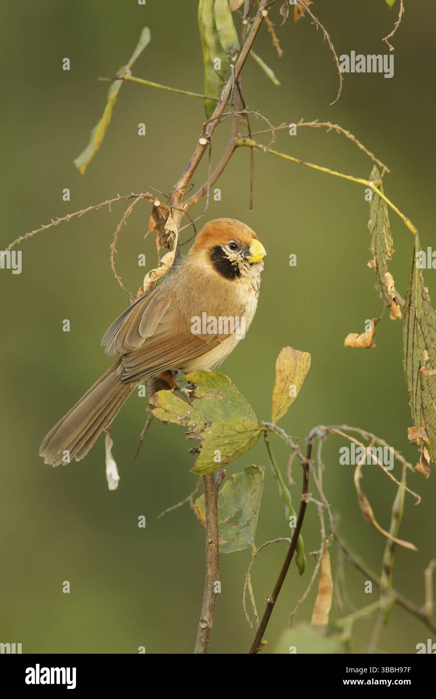 Spot-breasted Parrotbill (Paradoxornis guttaticollis) male, Doi Lang ...