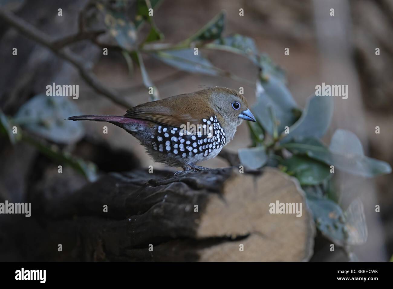 Pink-throated Twinspot (Hypargos margaritatus) female, South Africa ...