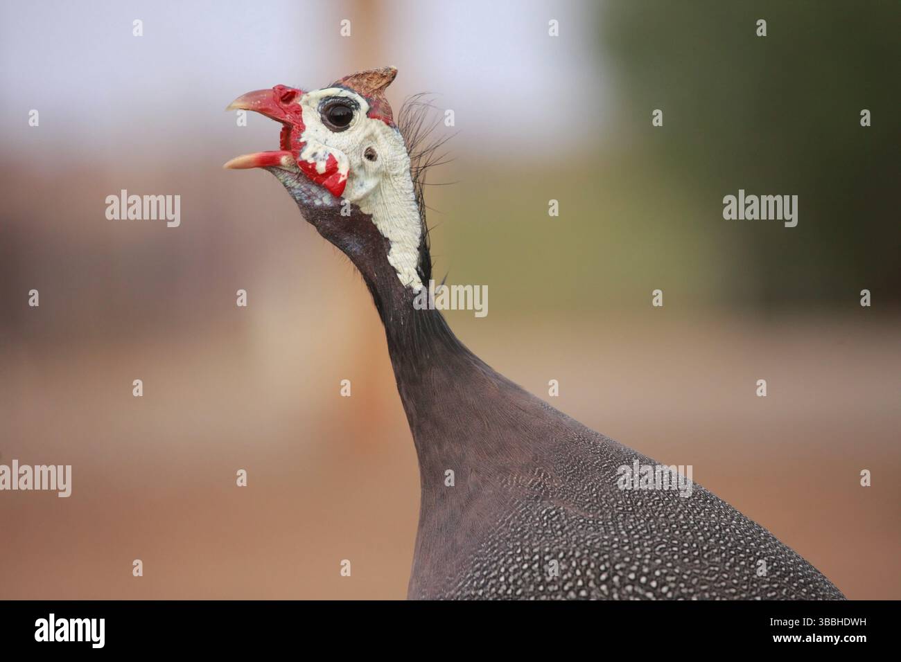 Turkey turkeys fowl hi-res stock photography and images - Alamy