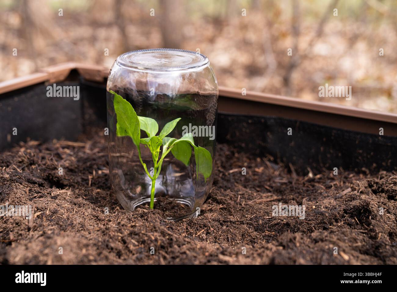 Glass Jar Protecting a Green Plant Stock Photo