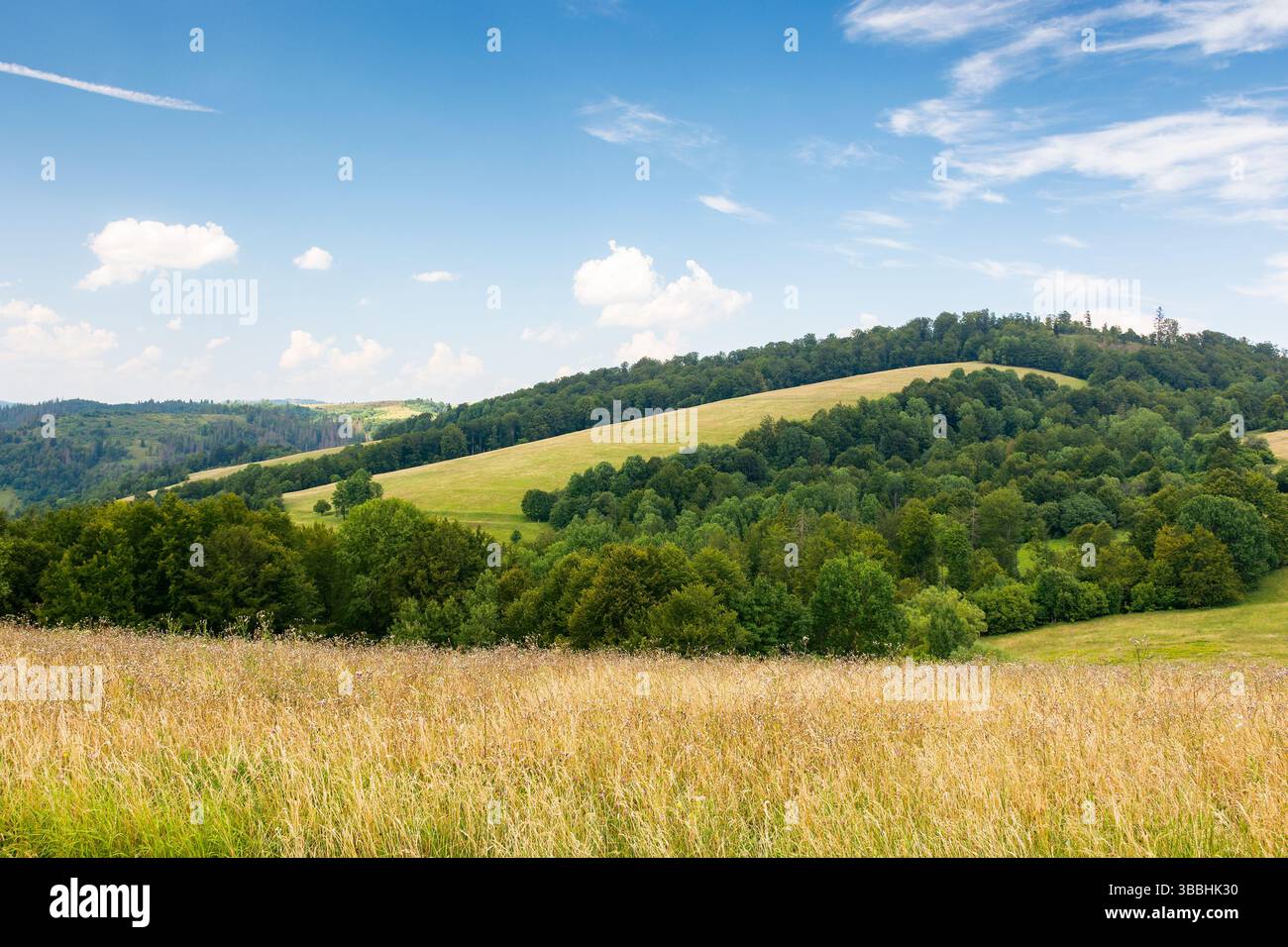 mountainous carpathian countryside landscape. grassy alpine meadow under a blue sky with fluffy clouds. lush forest on a rolling hill. summer vacation Stock Photo