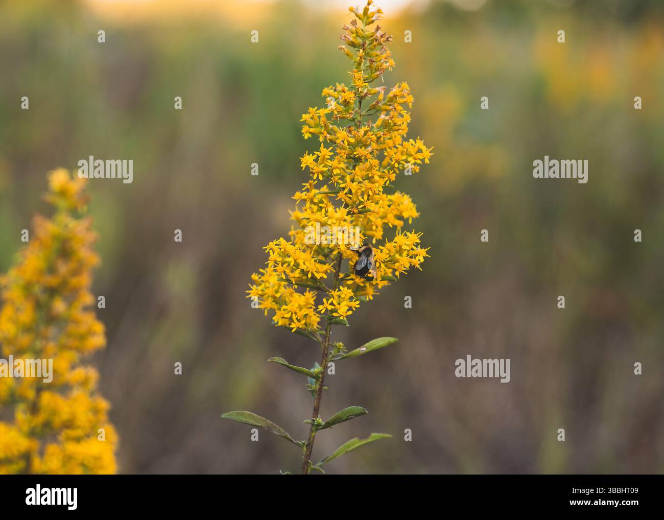 Yellow wildflower and insect hi-res stock photography and images - Alamy