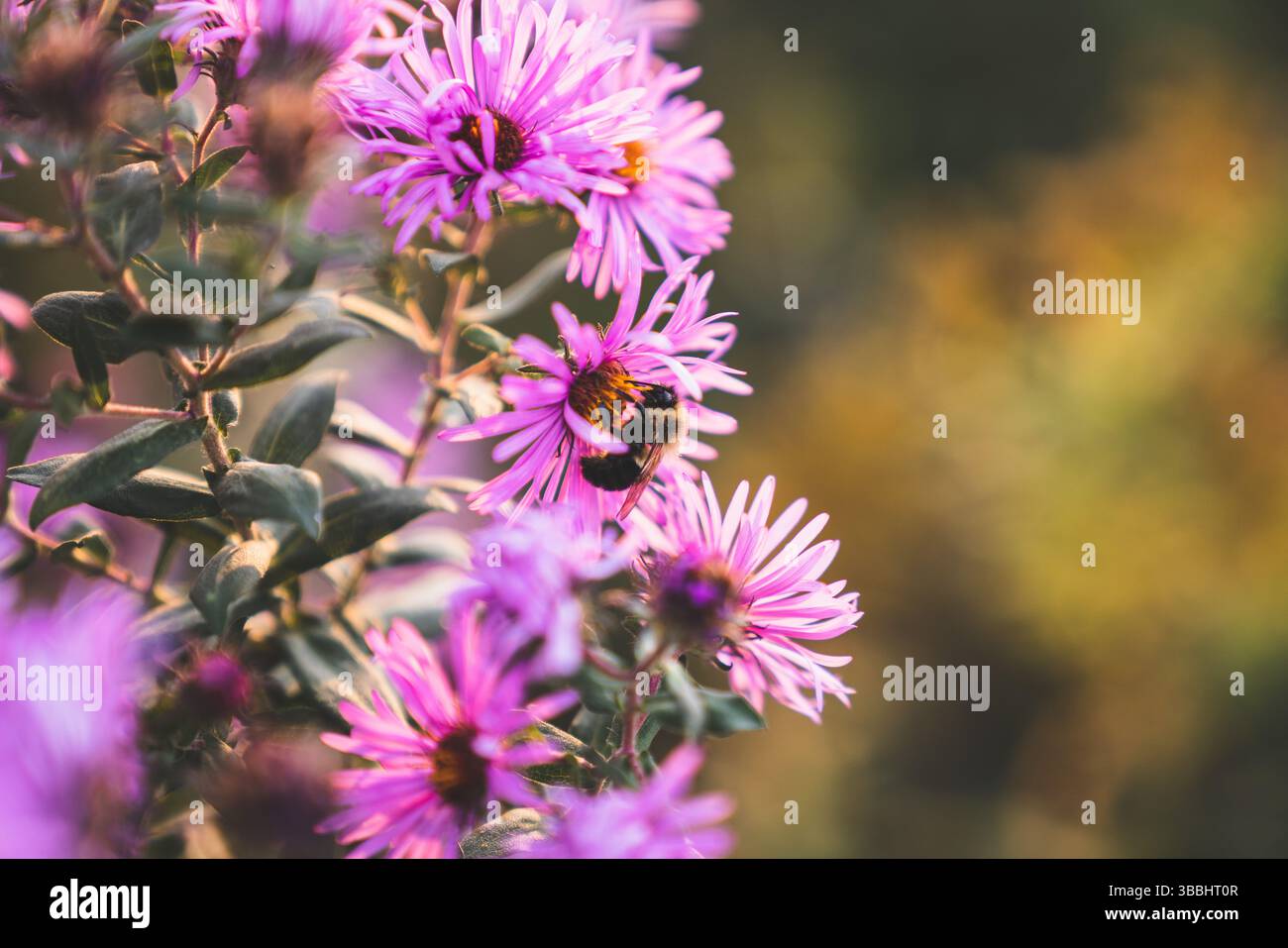 Pollination pollinator hi-res stock photography and images - Alamy