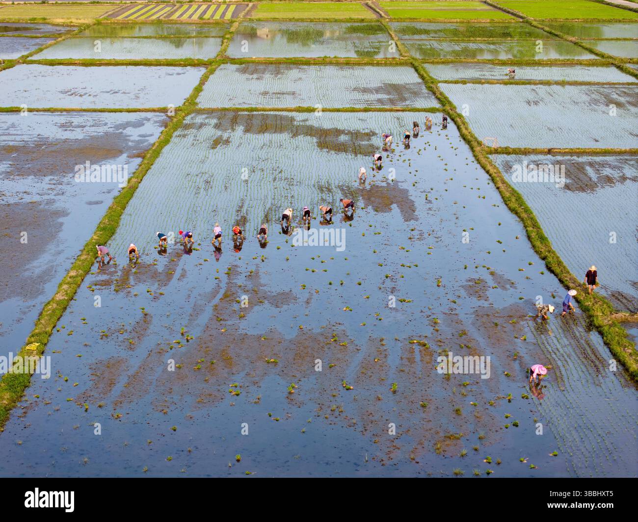 Aerial photo shows farmers planting rice seedlings in the fields in ...