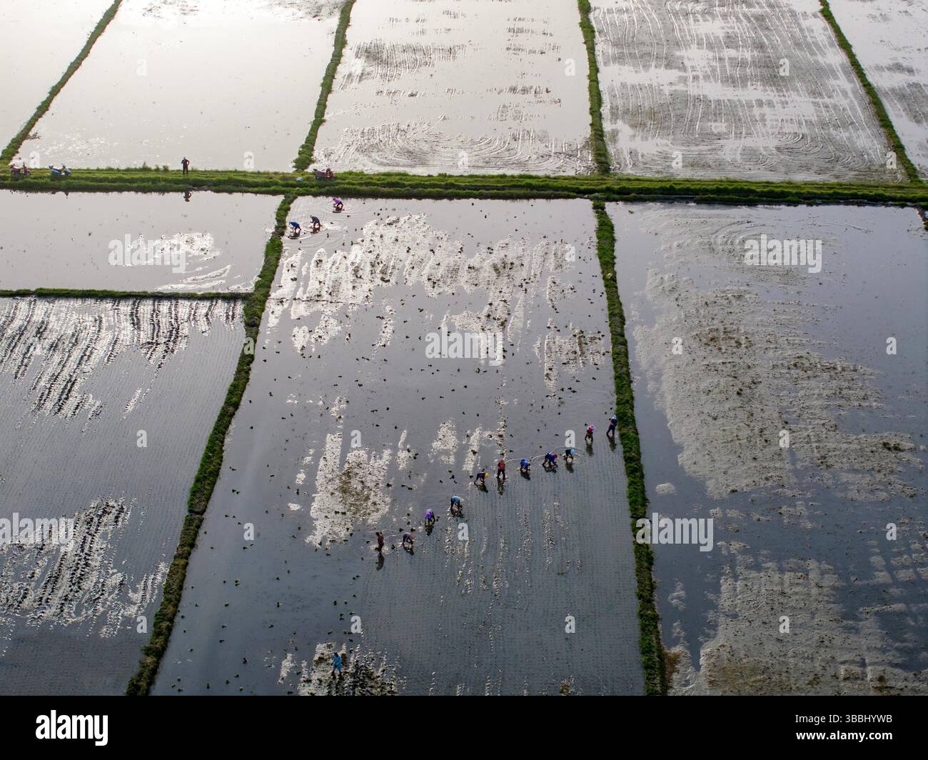 Aerial photo shows farmers planting rice seedlings in the fields in ...