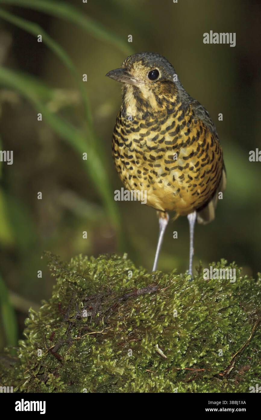 Undulated Antpitta (Grallaria squamigera), Abra Patricia Protected Area, Peru, South America Stock Photo