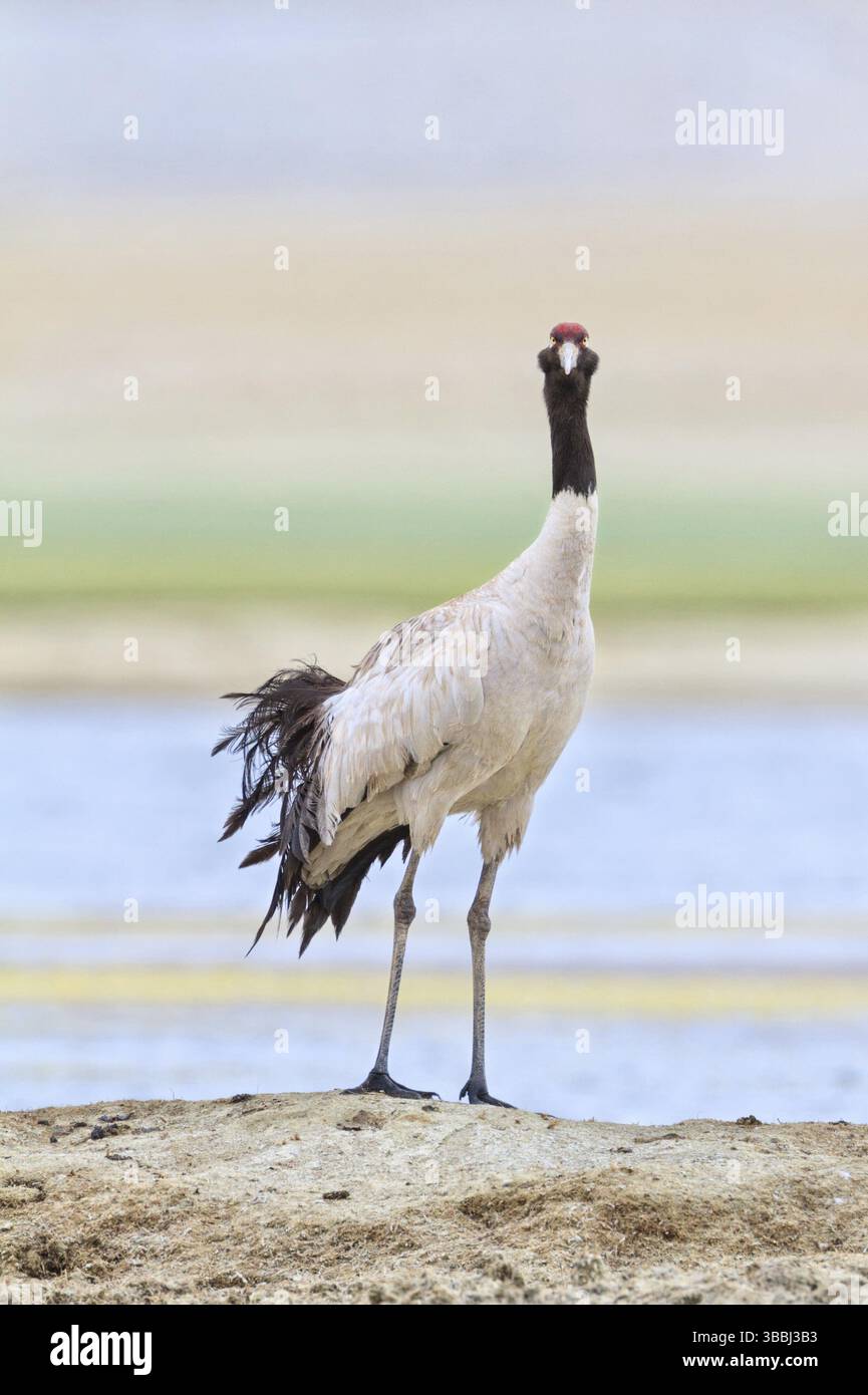 Black-necked Crane (Grus nigricollis), Ladakh, India, Asia Stock Photo ...