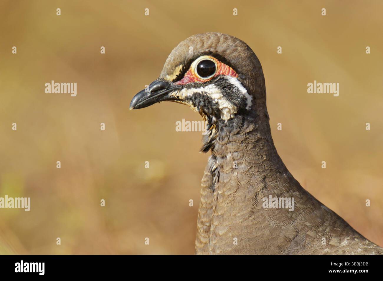 Squatter Pigeon (Geophaps scripta peninsulae), Queensland, Australia ...