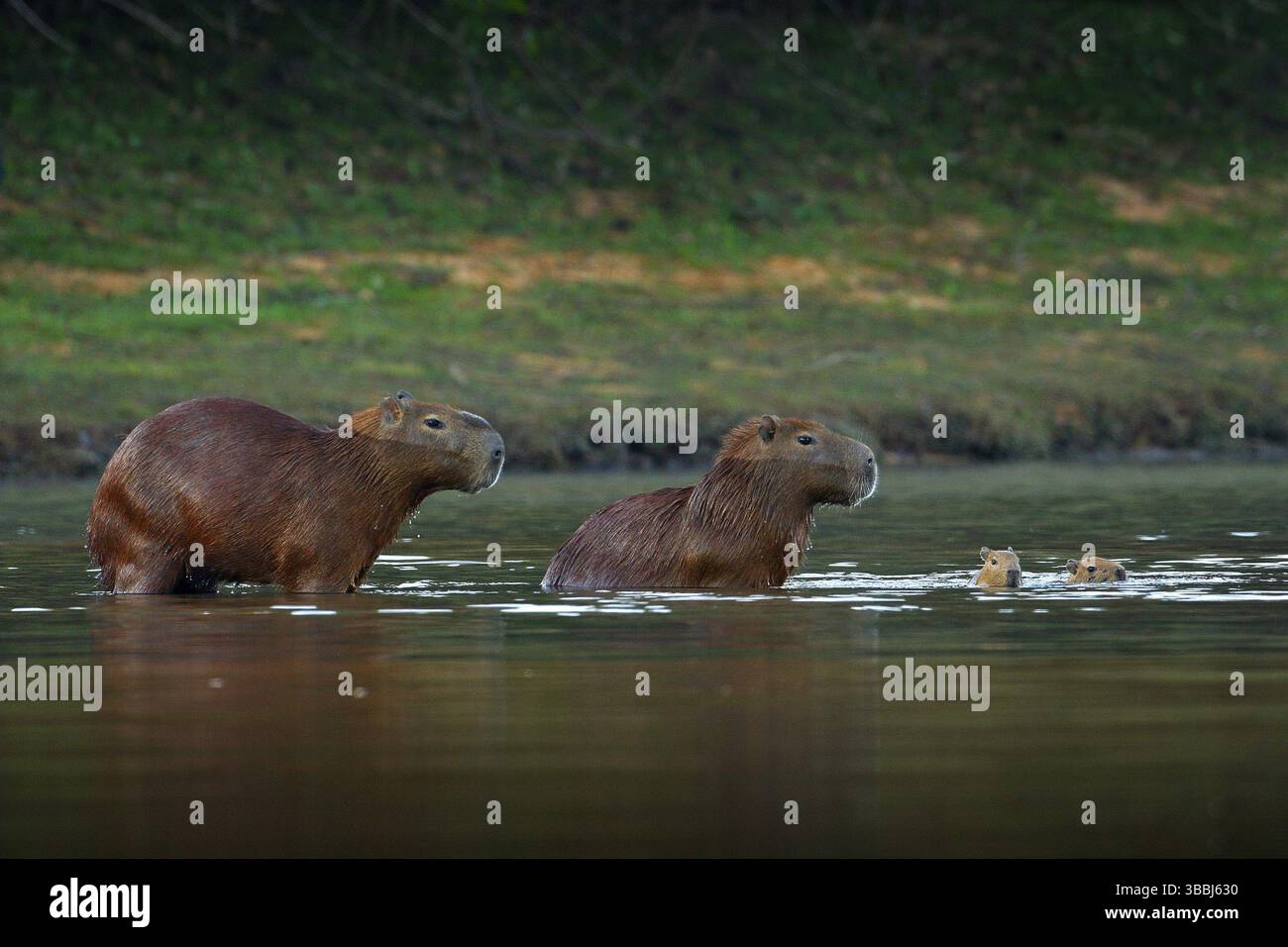 Capybara, family with two young, biggest mouse in water with evening ...