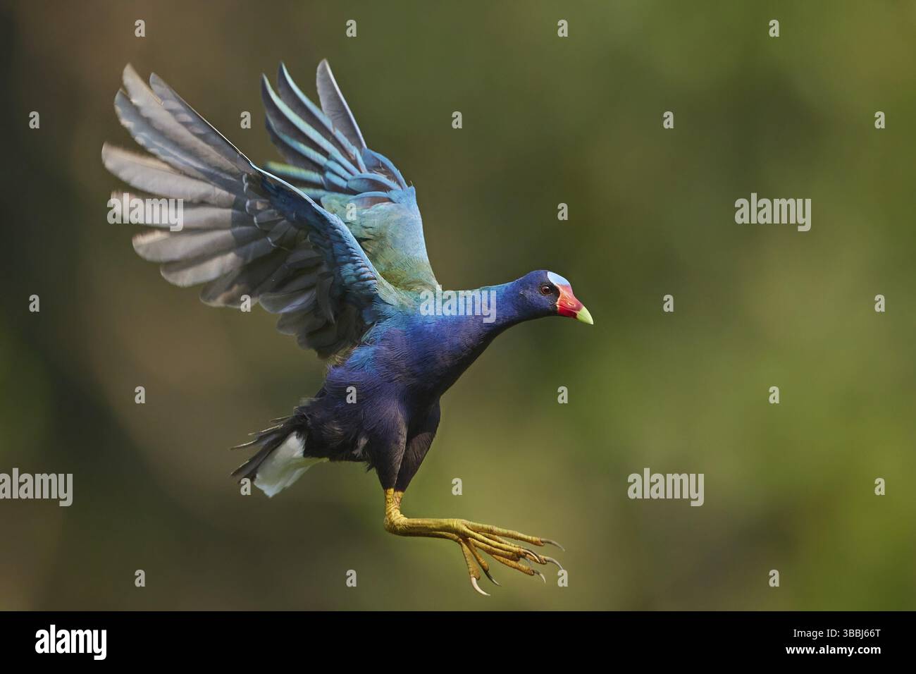 Purple Gallinule (Porphyrio martinica) flying, Ecuador, South America Stock Photo