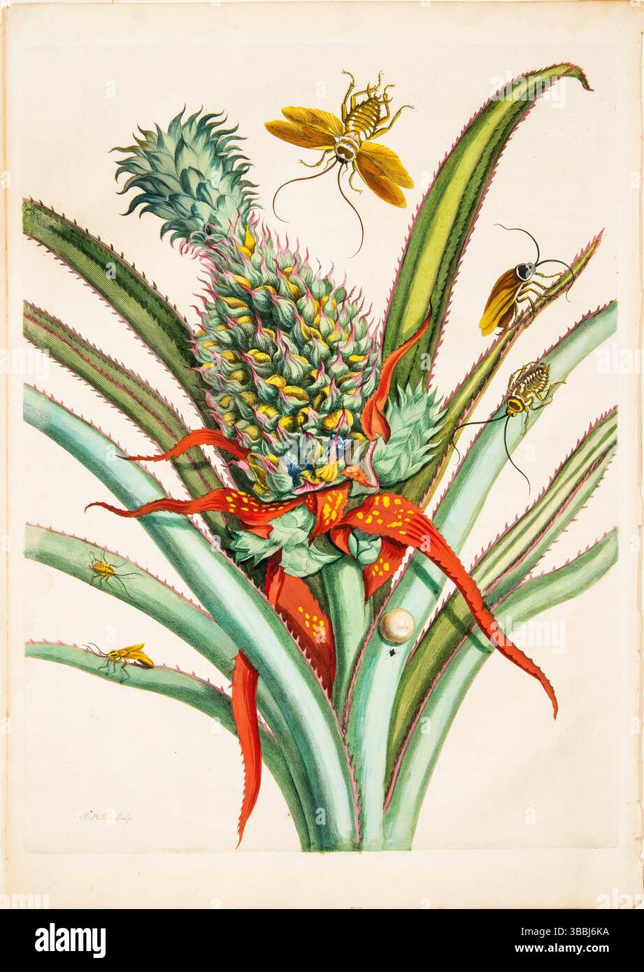 Maria Sibylla Merian, Plate 1, Pineapple, Cockroaches, and other ...