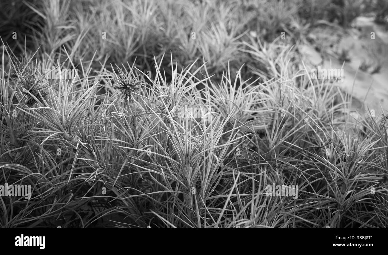 Beach sunrise dune grass Black and White Stock Photos & Images - Alamy