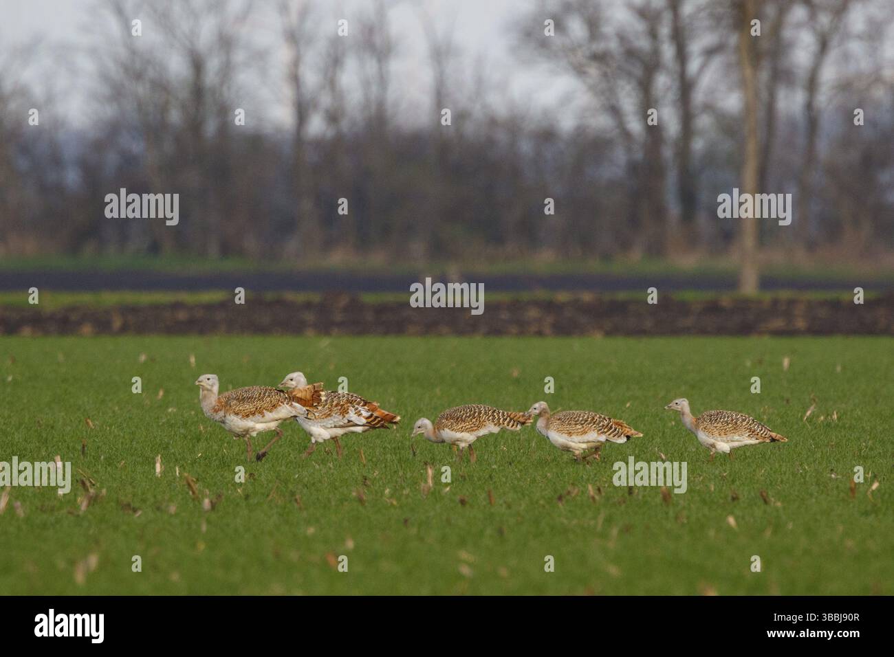 Great bustard otis tarda hungary hi res stock photography and images