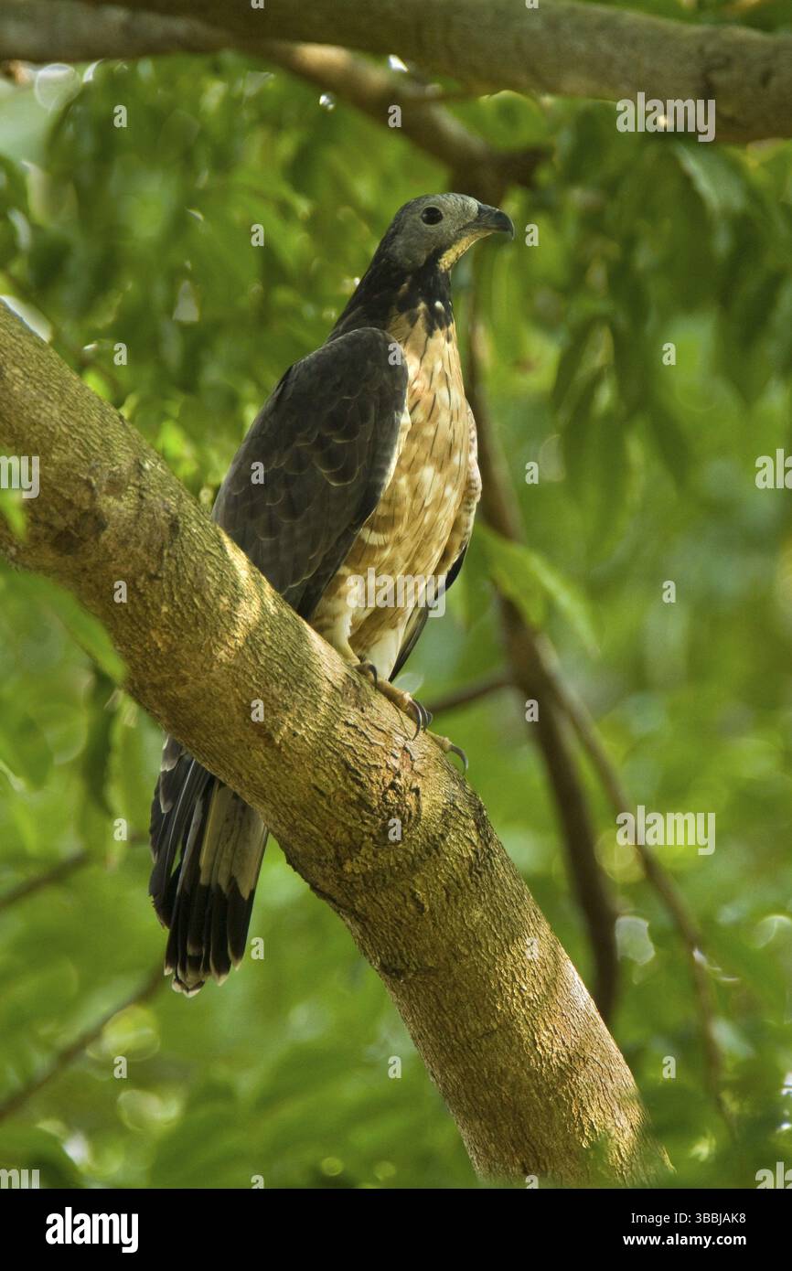 Crested Honey Buzzard (Pernis ptilorhynchus), Central Java, Indonesia ...